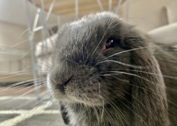 Obowiązki opiekunów zwierząt w świetle prawa