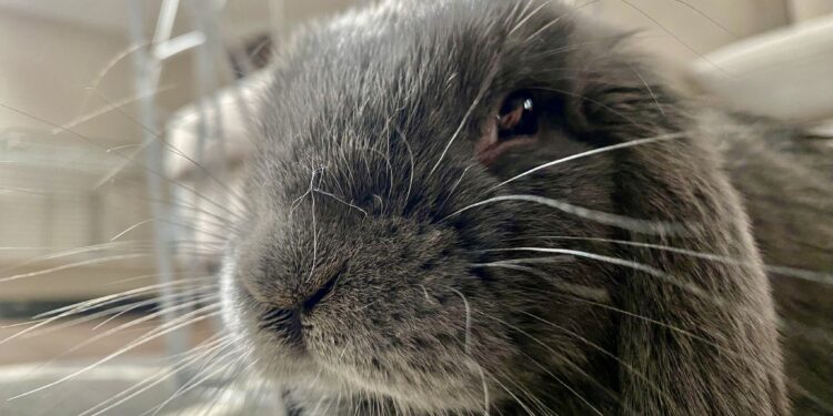 Obowiązki opiekunów zwierząt w świetle prawa