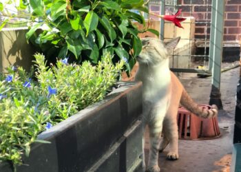 Ogród na balkonie – jak zacząć miejską uprawę dla zdrowia i relaksu?