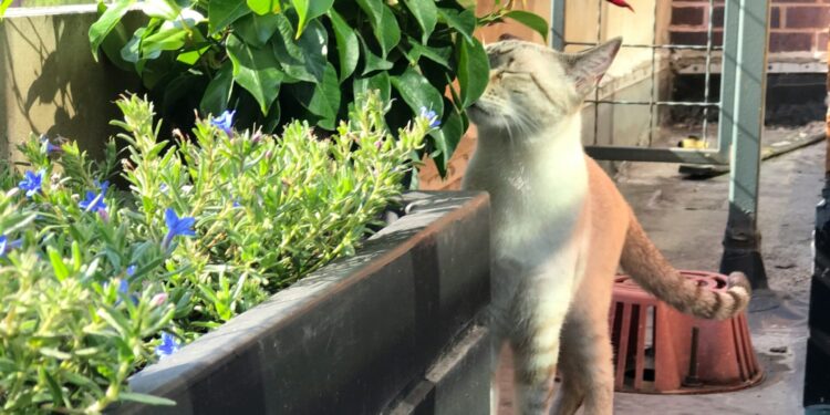 Ogród na balkonie – jak zacząć miejską uprawę dla zdrowia i relaksu?