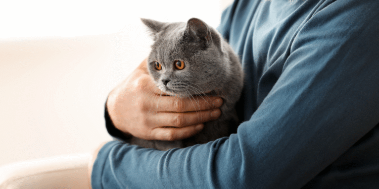 Czemu warto mieć kota zamiast telewizora?