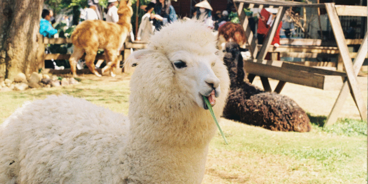 Tanie poranki dla seniorów w Orientarium ZOO Łódź