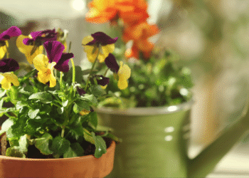 Kwiaty, które lubią spać z nami – rośliny dobre do sypialni