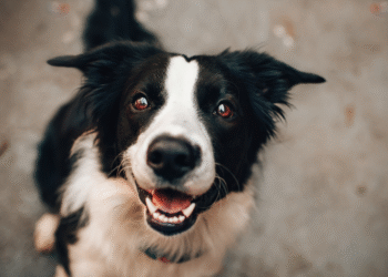 Wierna suczka doprowadziła do zaginionego seniora. Poruszająca historia z Wrocławia